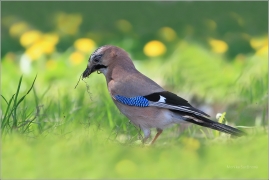 <p>SOJKA OBECNÁ (Garrulus glandarius)</p>